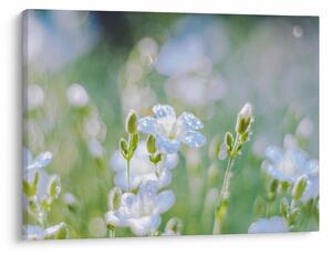 Tablou - Flori delicate (70x50 cm)