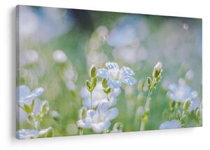Tablou - Flori delicate (90x60 cm)