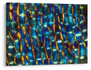Tablou - Peretele celular (70x50 cm)