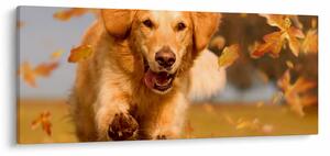 Tablou - Golden Retriever (120x50 cm)