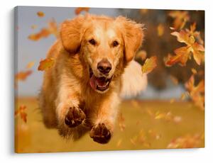Tablou - Golden Retriever (70x50 cm)