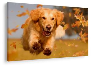 Tablou - Golden Retriever (90x60 cm)