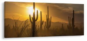 Tablou - Cactuși Saguaro (120x50 cm)