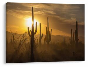 Tablou - Cactuși Saguaro (70x50 cm)