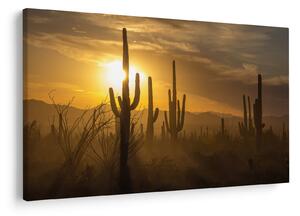 Tablou - Cactuși Saguaro (90x60 cm)