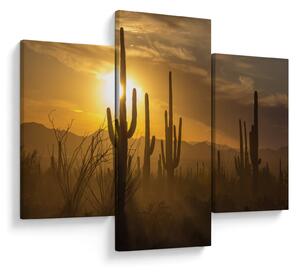 Tablou - Cactuși Saguaro (90x60 cm)