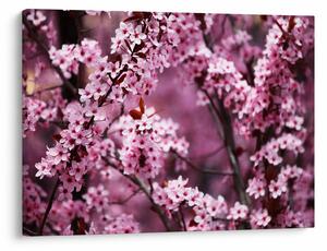 Tablou - Sakura roz (70x50 cm)
