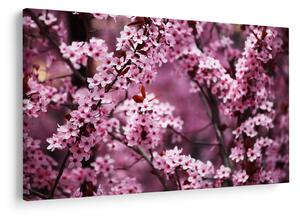 Tablou - Sakura roz (90x60 cm)