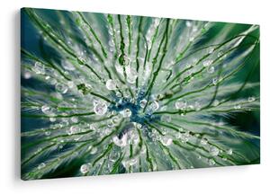 Tablou - Imagine macro a unei flori (90x60 cm)