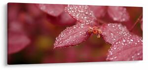 Tablou - Imagine macro a biletului (120x50 cm)