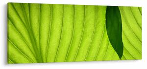 Tablou - Detaliu de frunză verde (120x50 cm)