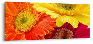 Tablou - Flori Gerbery (120x50 cm)