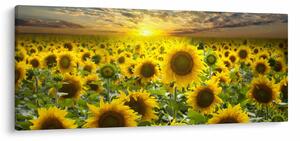 Tablou - Floarea-soarelui la apus de soare (120x50 cm)