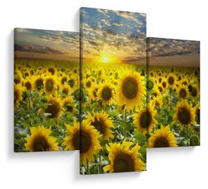 Tablou - Floarea-soarelui la apus de soare (90x60 cm)