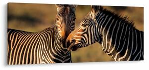 Tablou - Două zebre (120x50 cm)