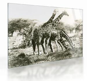 Tablou pe sticlă - Girafe, de epocă (70x50 cm)