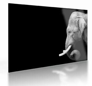 Tablou pe sticlă - Elefant (70x50 cm)
