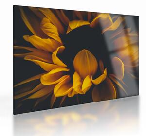 Tablou pe sticlă - Floarea-soarelui în fundal negru (70x50 cm)
