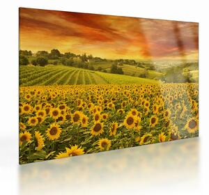 Tablou pe sticlă - Câmp de floarea-soarelui (70x50 cm)