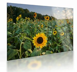 Tablou pe sticlă - Câmpul de floarea-soarelui II. (70x50 cm)