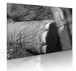 Tablou pe sticlă - Picior de elefant (70x50 cm)