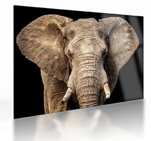 Tablou pe sticlă - Elefant african (70x50 cm)