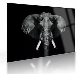 Tablou pe sticlă - Elefant pe fundal negru (70x50 cm)