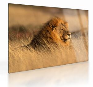 Tablou pe sticlă - Parcul Național Etosha (70x50 cm)