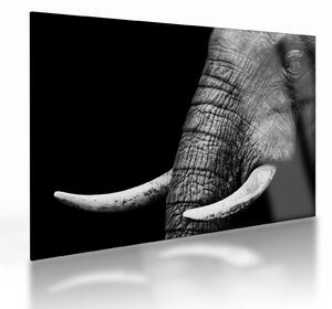 Tablou pe sticlă - Colți de elefant (70x50 cm)