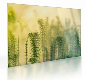 Tablou pe sticlă - Detaliu de primăvară natura cețoasă (70x50 cm)
