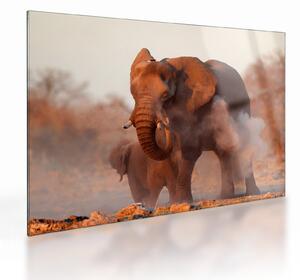 Tablou pe sticlă - Marele elefant african (70x50 cm)