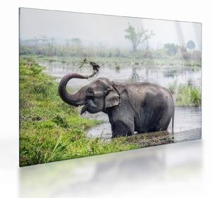 Tablou pe sticlă - Elefant de scăldat (70x50 cm)