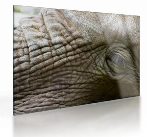 Tablou pe sticlă - Prim-planul ochiului de elefant vechi (70x50 cm)