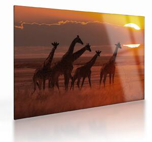 Tablou pe sticlă - Girafe în savana africană (70x50 cm)