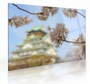 Tablou pe sticlă - Sakura (70x50 cm)