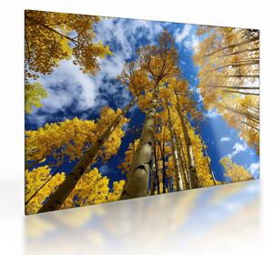 Tablou pe sticlă - Aspen (70x50 cm)