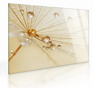 Tablou pe sticlă - Fotografie macro de păpădie (70x50 cm)