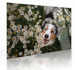 Tablou pe sticlă - Ciobănesc australian (70x50 cm)