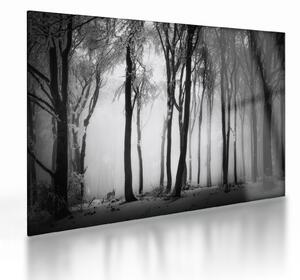 Tablou pe sticlă - Lup în pădurea întunecată (70x50 cm)