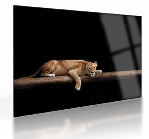 Tablou pe sticlă - Lioness (70x50 cm)