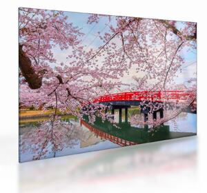 Tablou pe sticlă - Hirosaki, Japonia (70x50 cm)