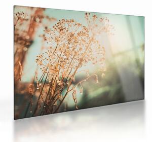 Tablou pe sticlă - Plante după ploaie (70x50 cm)
