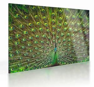 Tablou pe sticlă - Peacock (70x50 cm)