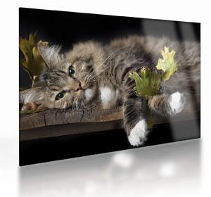 Tablou pe sticlă - Pisica mincinoasă (70x50 cm)