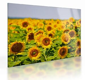 Tablou pe sticlă - Floarea-soarelui (70x50 cm)