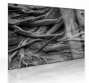 Tablou pe sticlă - Rădăcinile copacului (70x50 cm)