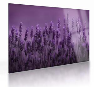 Tablou pe sticlă - Lavanda (70x50 cm)