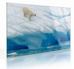 Tablou pe sticlă - Ursul polar (70x50 cm)
