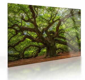 Tablou pe sticlă - Copac verde (70x50 cm)