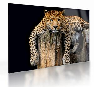 Tablou pe sticlă - Ghepard (70x50 cm)